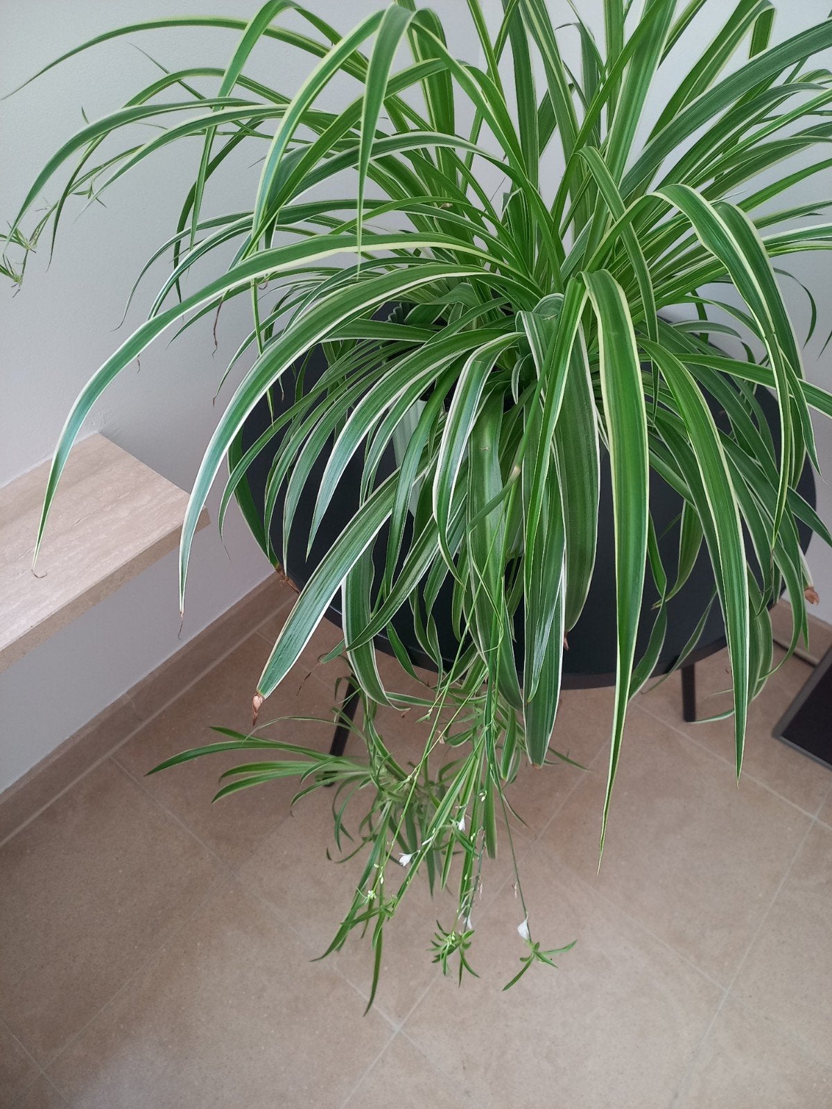 Graslelie kamerplant, Huis en Inrichting, Kamerplanten, Ophalen, In pot