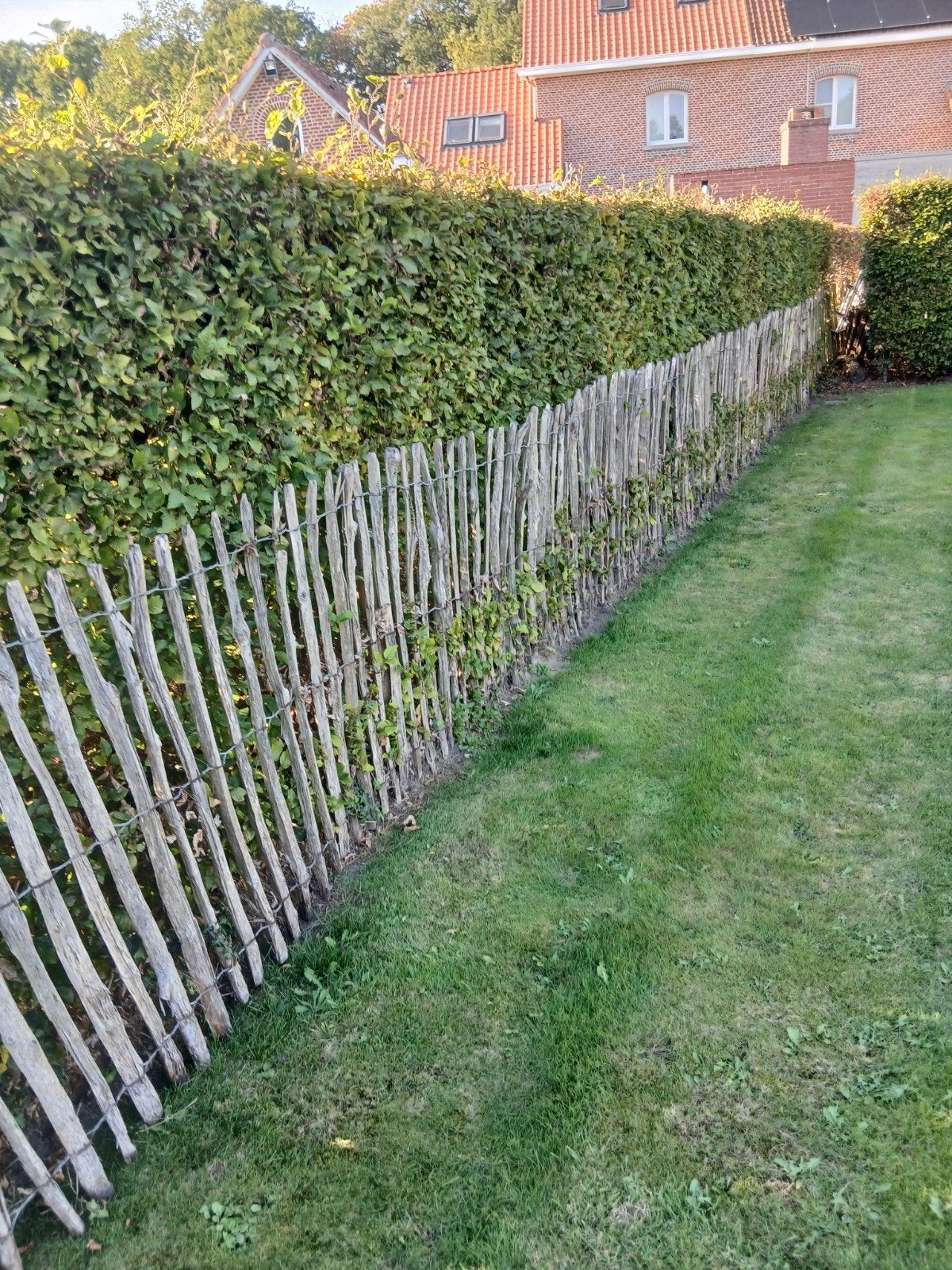 kastanjehek, Ophalen, Gebruikt, Hout