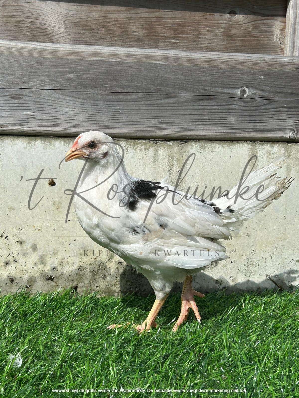 Bonte leghorn (exchequer) Hen, Dieren en Toebehoren