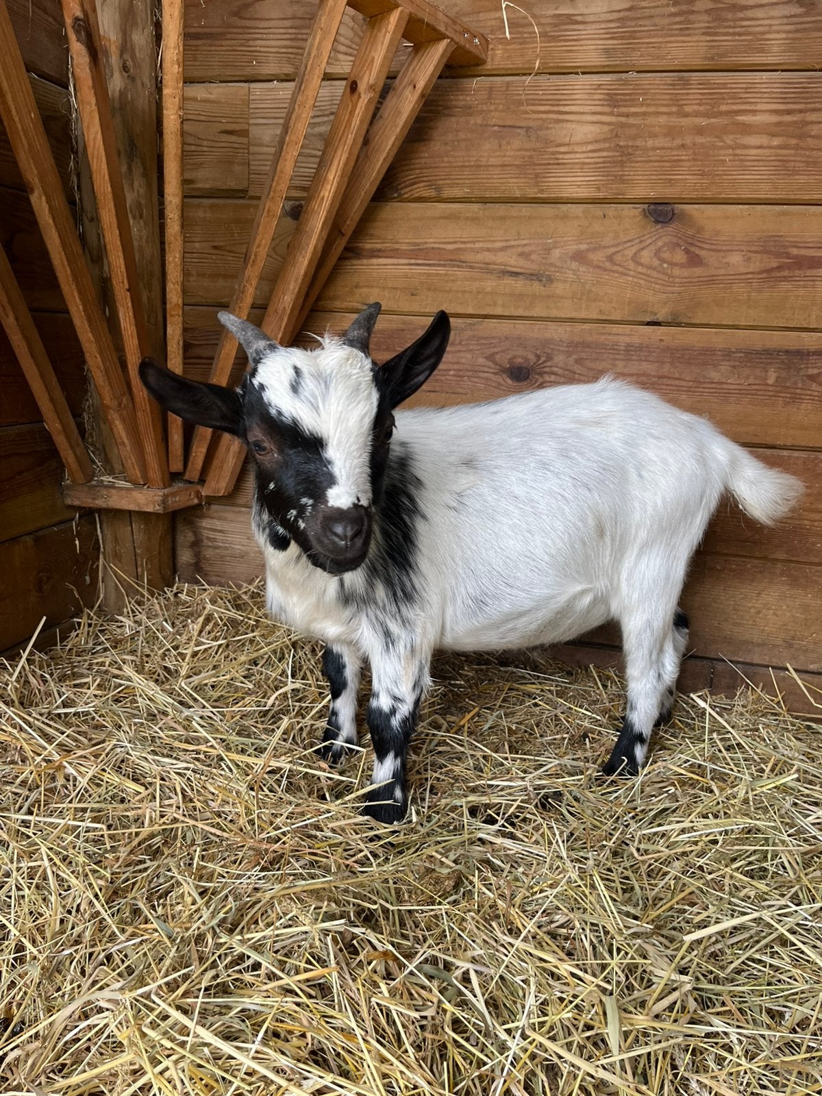 Geit (5j) en bokje (6mnd), Animaux & Accessoires, Chèvre