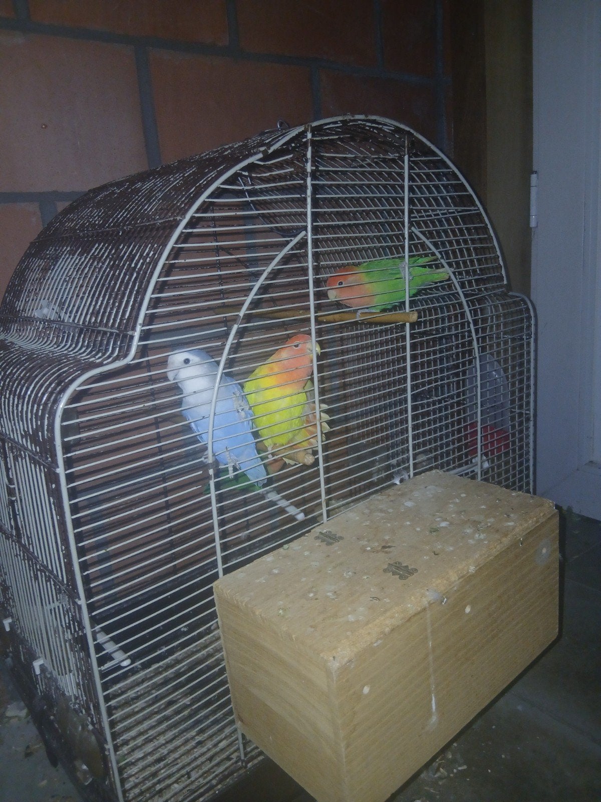 7 Lovebirds te koop – tamme en niet-tamme – €170, Ophalen, Overige materialen, Overige typen