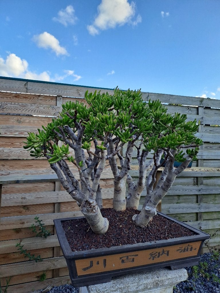 Bonsai van crassula ovata hobbit, Autres espèces, Ne fleurit pas, Plein soleil, Enlèvement