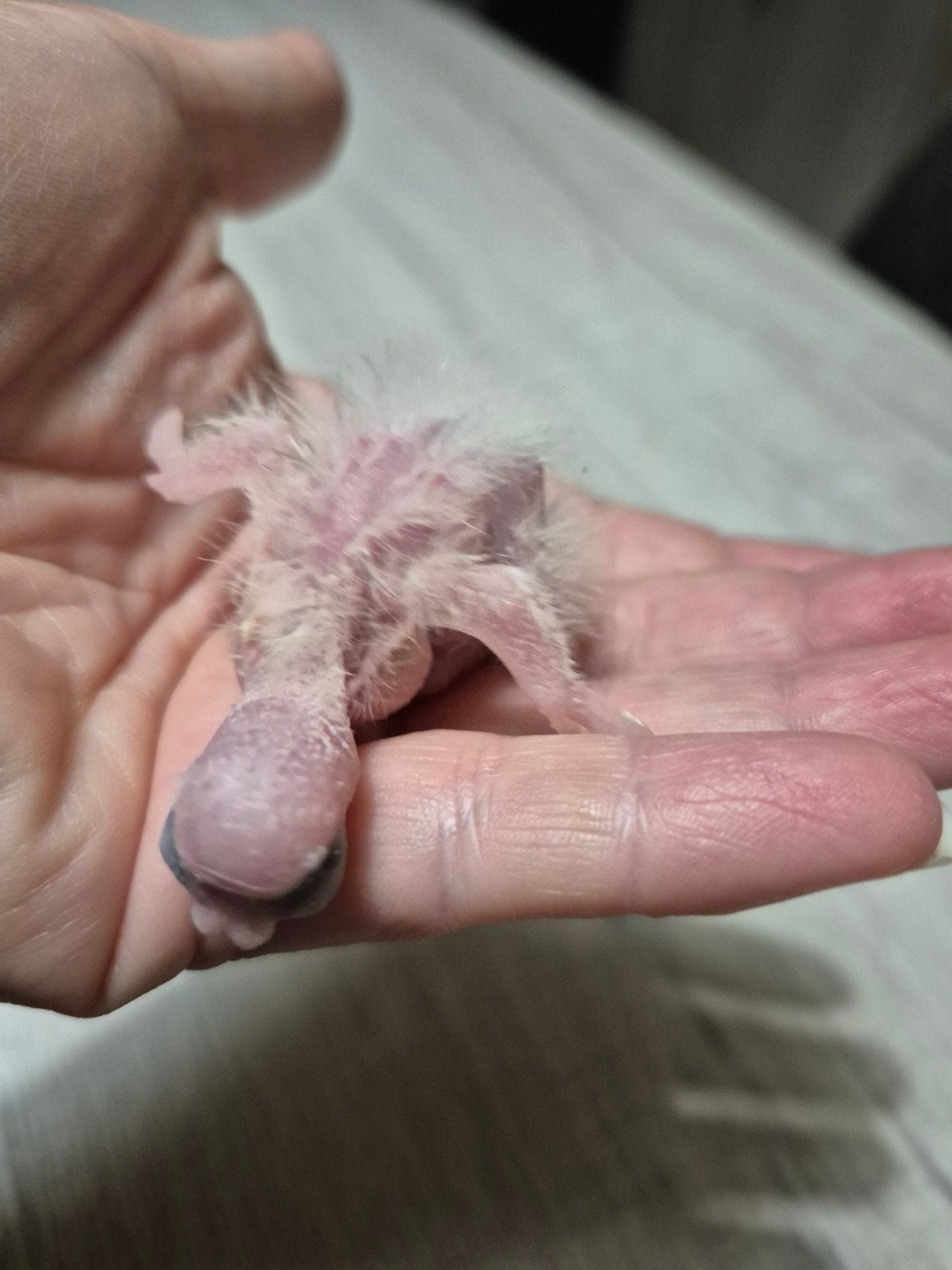 2 bébé calopsittes, Animaux & Accessoires, Bagué