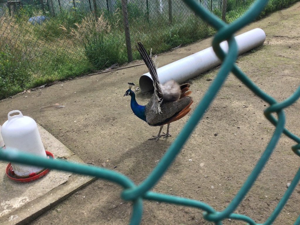 3 x pauwen te koop, Dieren en Toebehoren, Pluimvee, Meerdere dieren, Overige soorten