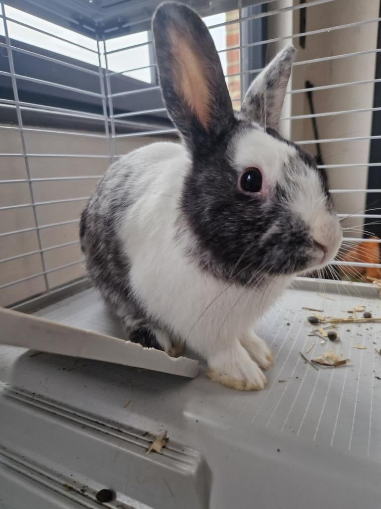 Konijn rammetjes, Dieren en Toebehoren, Konijnen, Mannelijk, Klein, 0 tot 2 jaar