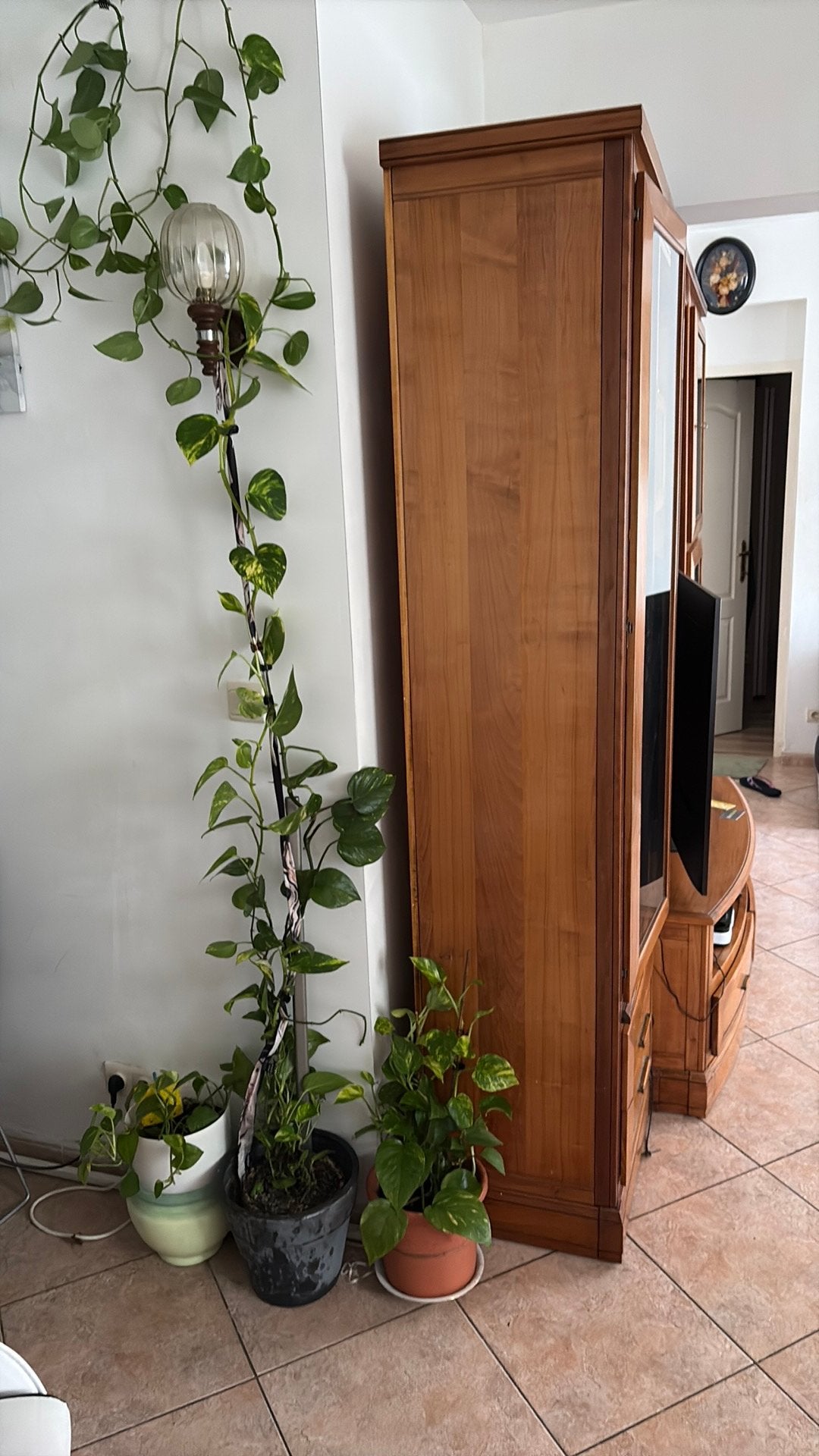 Klimplanten voor binnen, Ophalen, Zo goed als nieuw