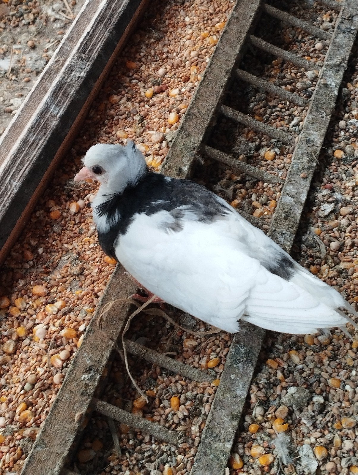 Felegyhazer, Dieren en Toebehoren, Vogels | Duiven
