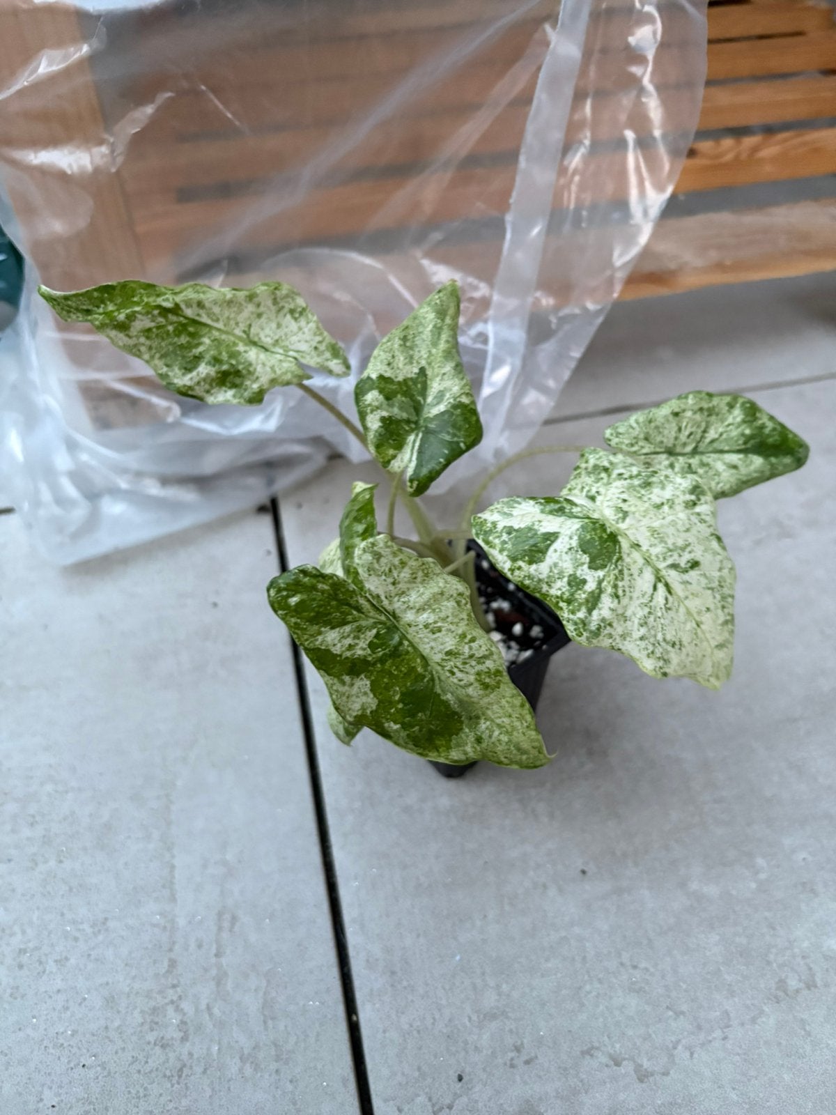 Alocasia macrorrhiza splash, Huis en Inrichting, Kamerplanten, Ophalen of Verzenden