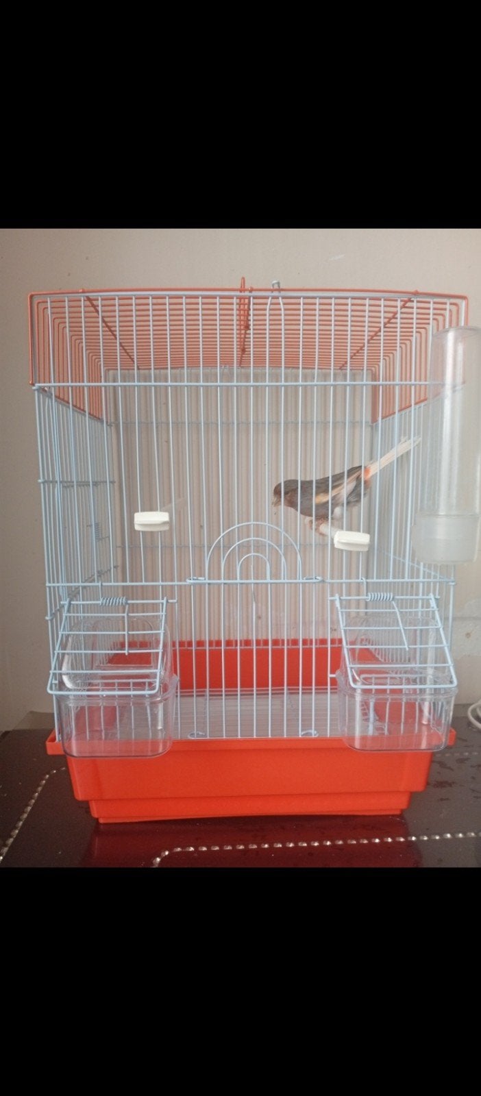 Canaris mâle arlequin avec sa cage bon chanteur à, Mâle, Canari chanteur