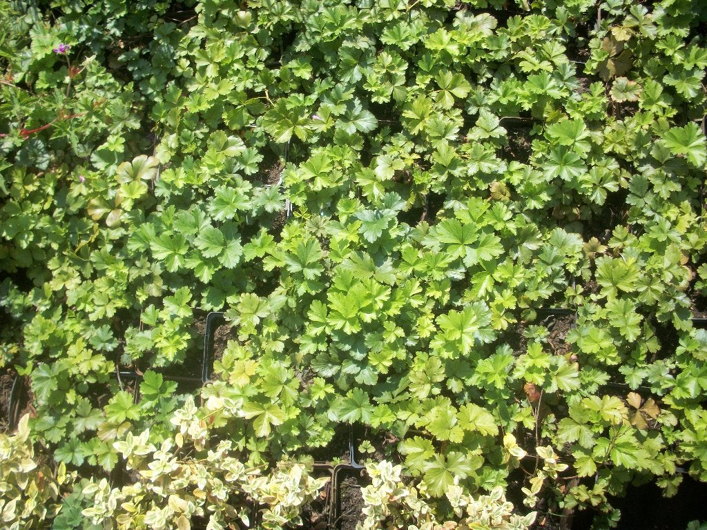 Waldsteinia ternata, Jardin & Terrasse, Printemps, Couvre-sol, Enlèvement, Plante fixe