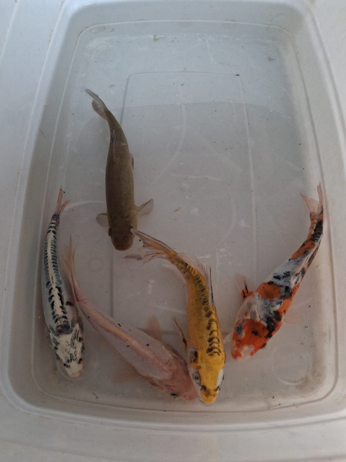 Lotje 4 koi s 1 zeelt dokter van de vijver 20 cm