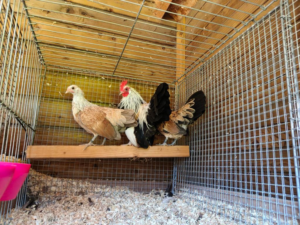 Rare et magnifique trio de pommes de terre hollandaises de c, Plusieurs animaux, Poule ou poulet