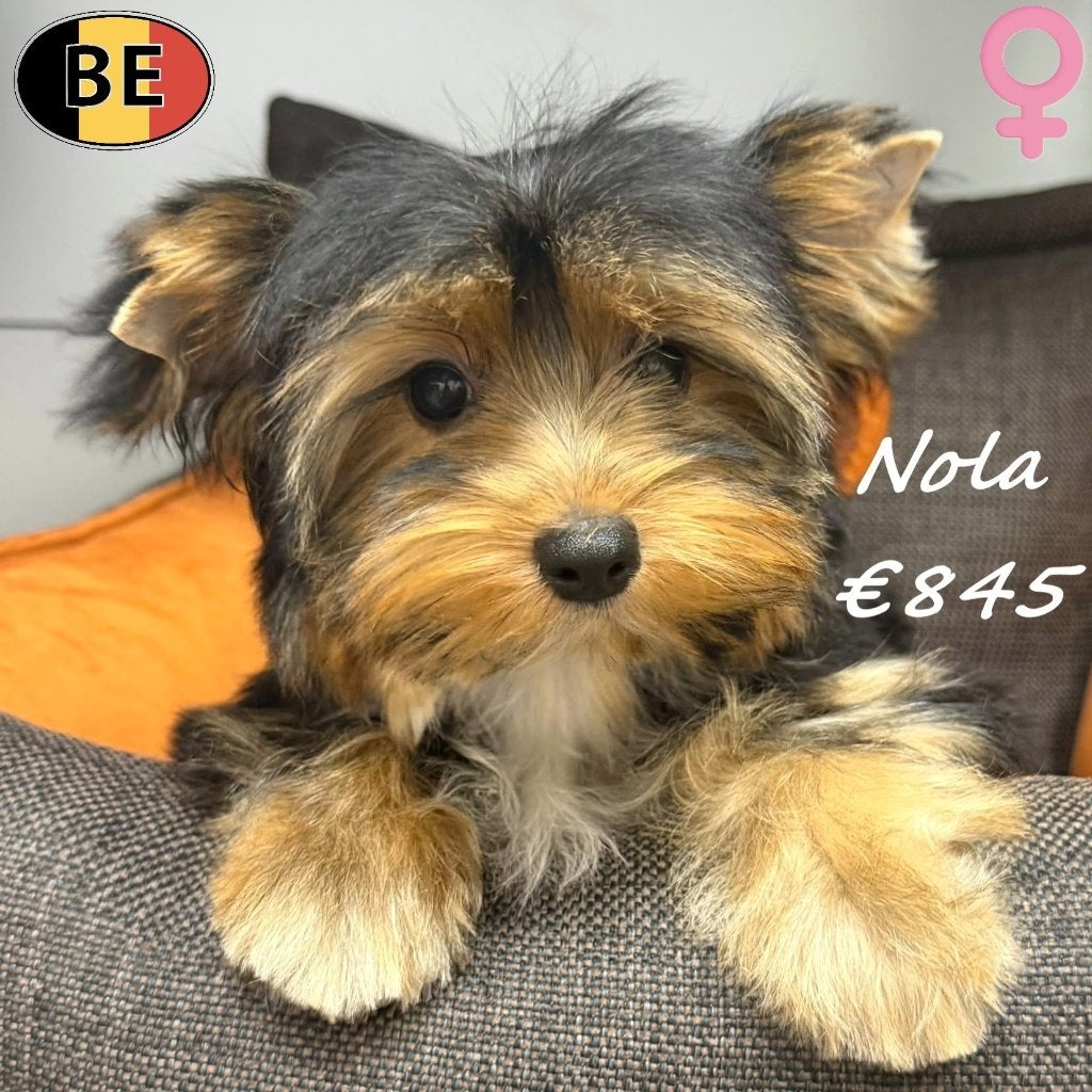 Nola & Mimi, Adorables femelles Yorkshire Terriër (belges), 15 semaines à 1 an, Commerçant, Yorkshire Terrier, Maladie de Carré (chiens)