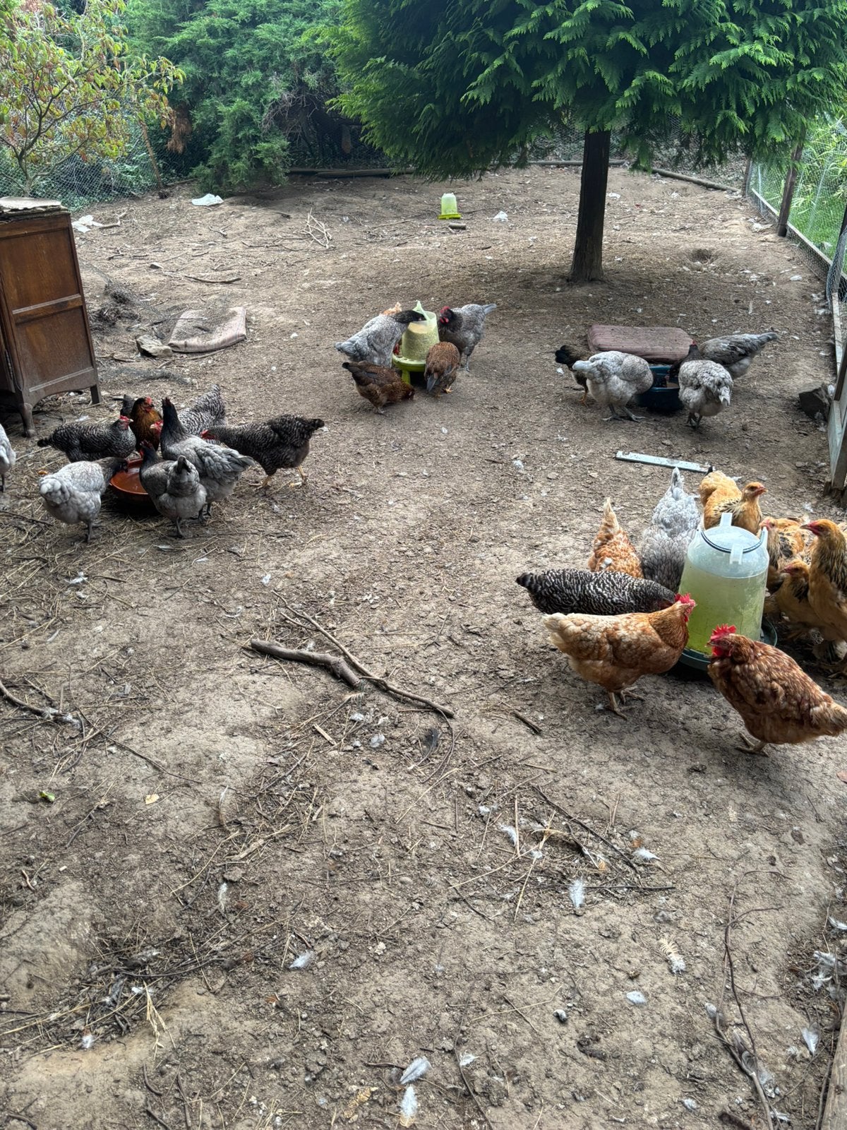Gezonde en welverzorgde kippen te koopBrahmaLohmanSierkippen, Meerdere dieren, Kip