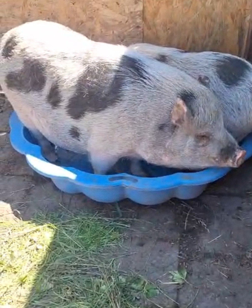 Göttinger minivarken, Dieren en Toebehoren, Mannelijk, Varken, 0 tot 2 jaar