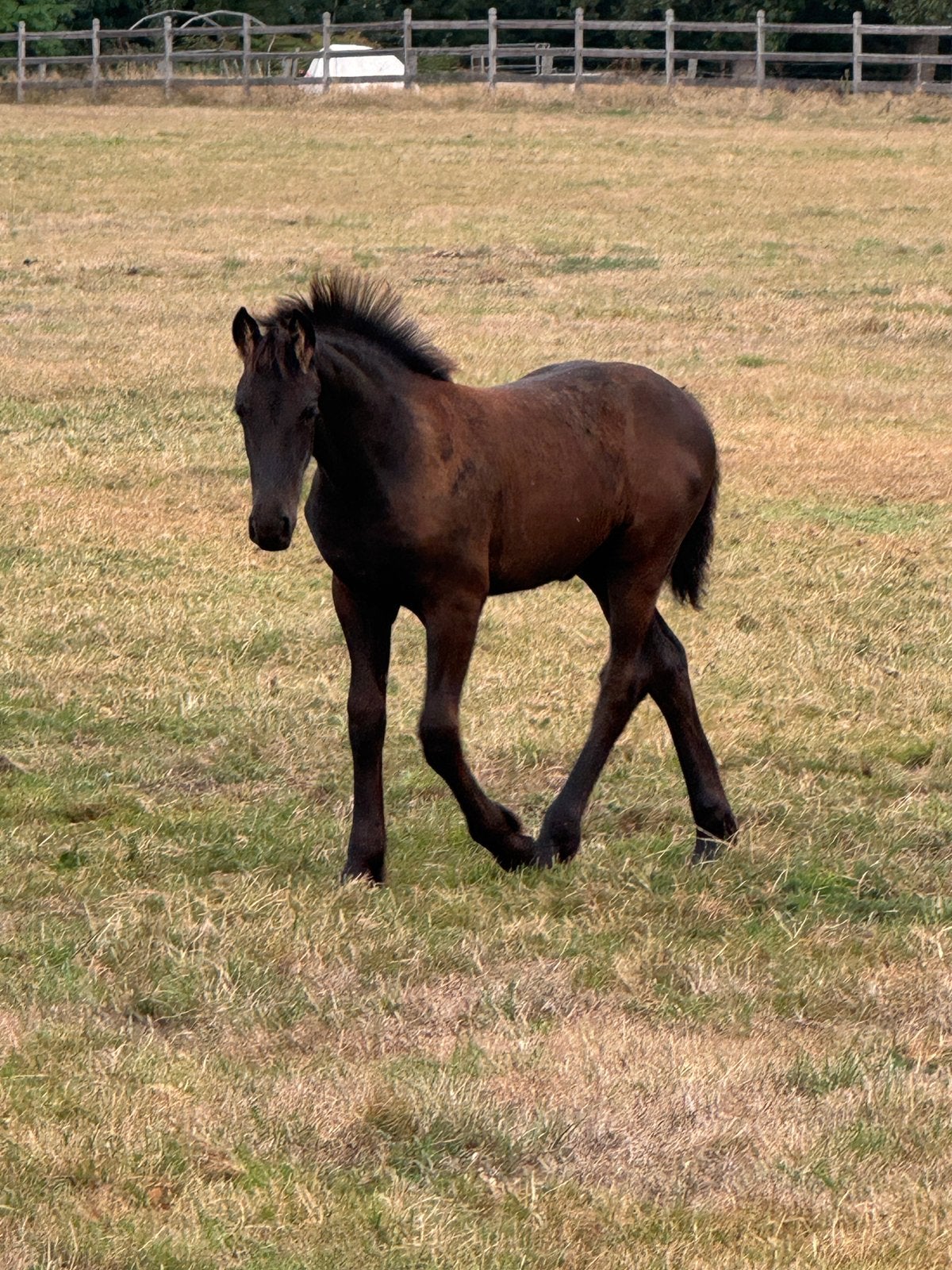 Fries merrieveulen, Dieren en Toebehoren, Paarden, Gechipt