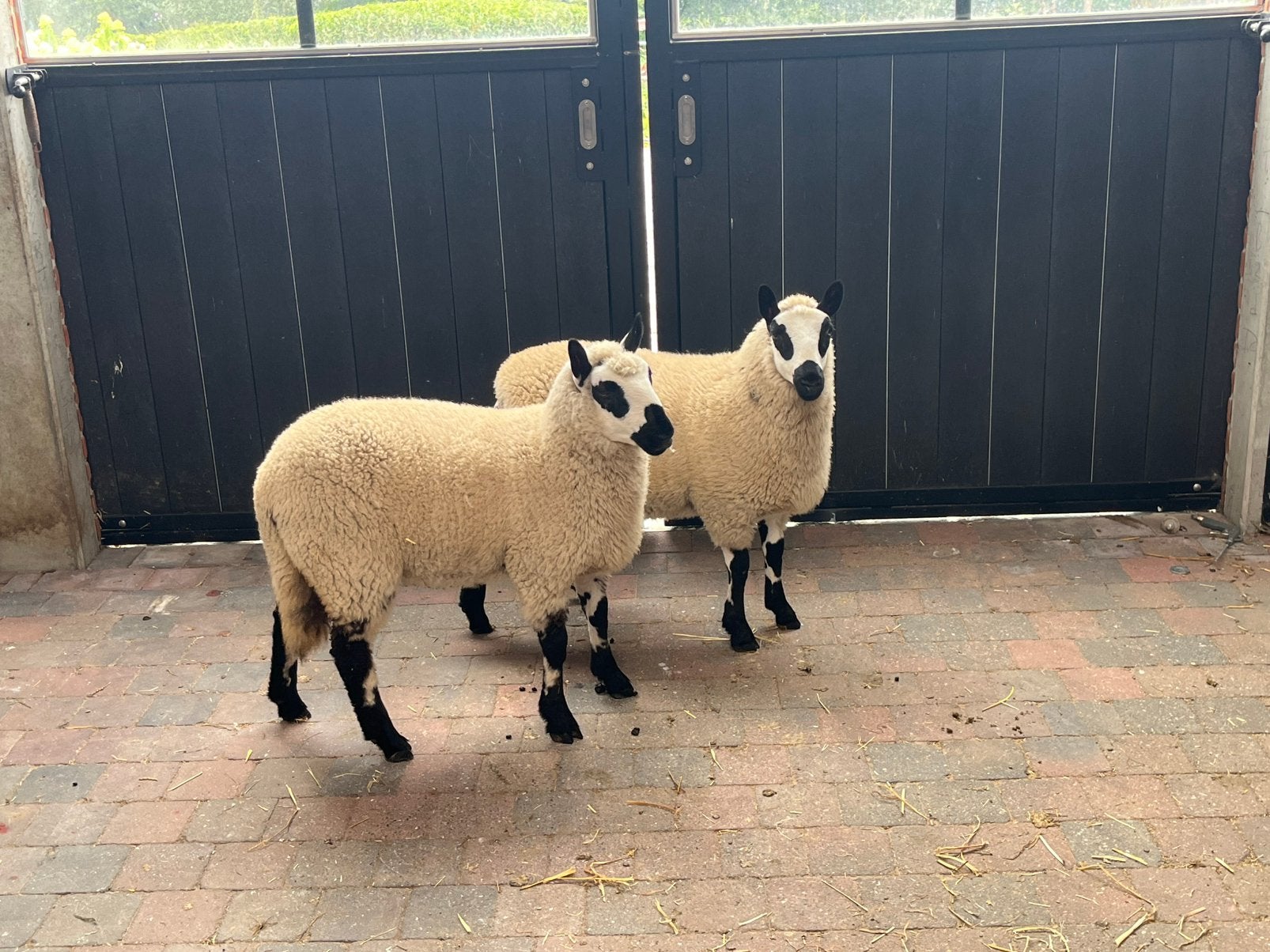 2 kerry Hill ooien, Animaux & Accessoires