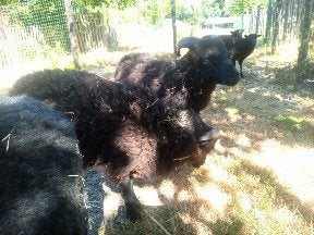 ouessant rammetje, Mannelijk, Schaap, 0 tot 2 jaar