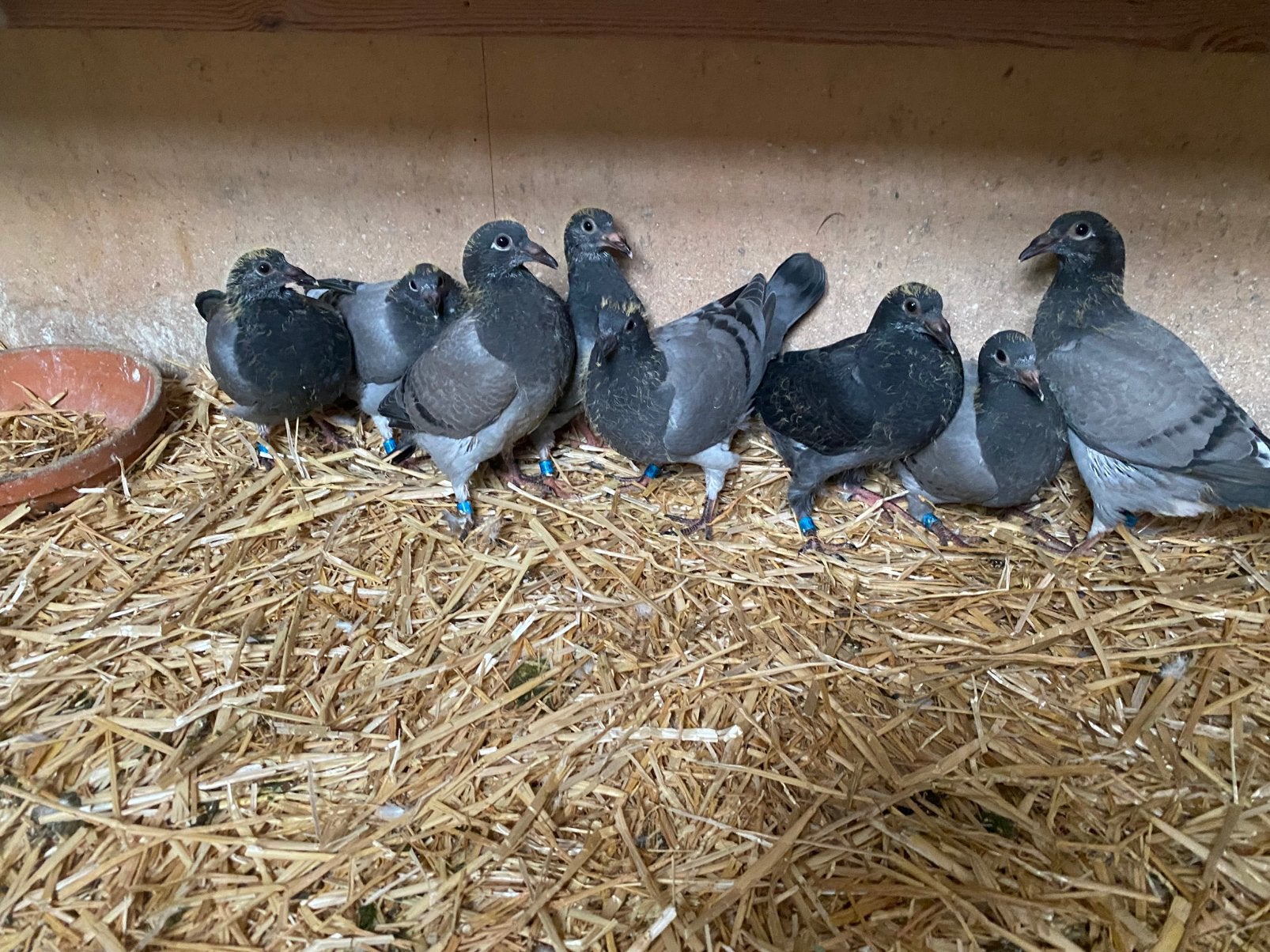 Knappe jonge te koop uit de vliegers, Dieren en Toebehoren