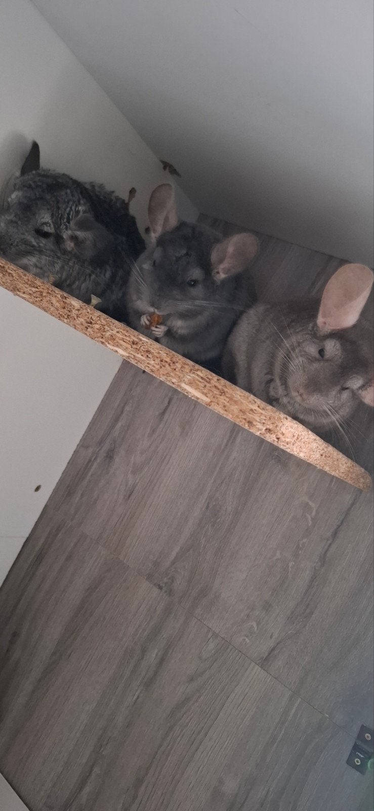 Chinchilla's 3 broertjes, Animaux & Accessoires, Chinchilla, Mâle, Domestique, Janvier
