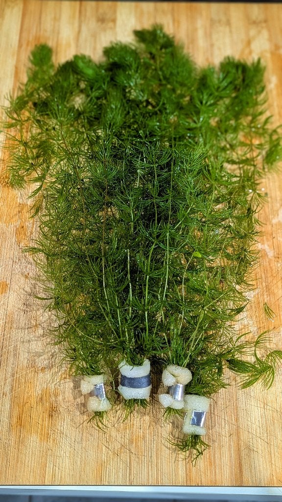 Aquarium - Aquariumplanten - Hoornblad - aanbieding, Dieren en Toebehoren, Ophalen of Verzenden, Nieuw, Plant(en), Steen of Hout