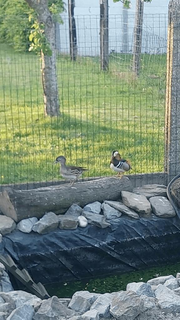 Koppeltje mandarijneenden met toebehoren, Dieren en Toebehoren, Pluimvee, Meerdere dieren, Eend