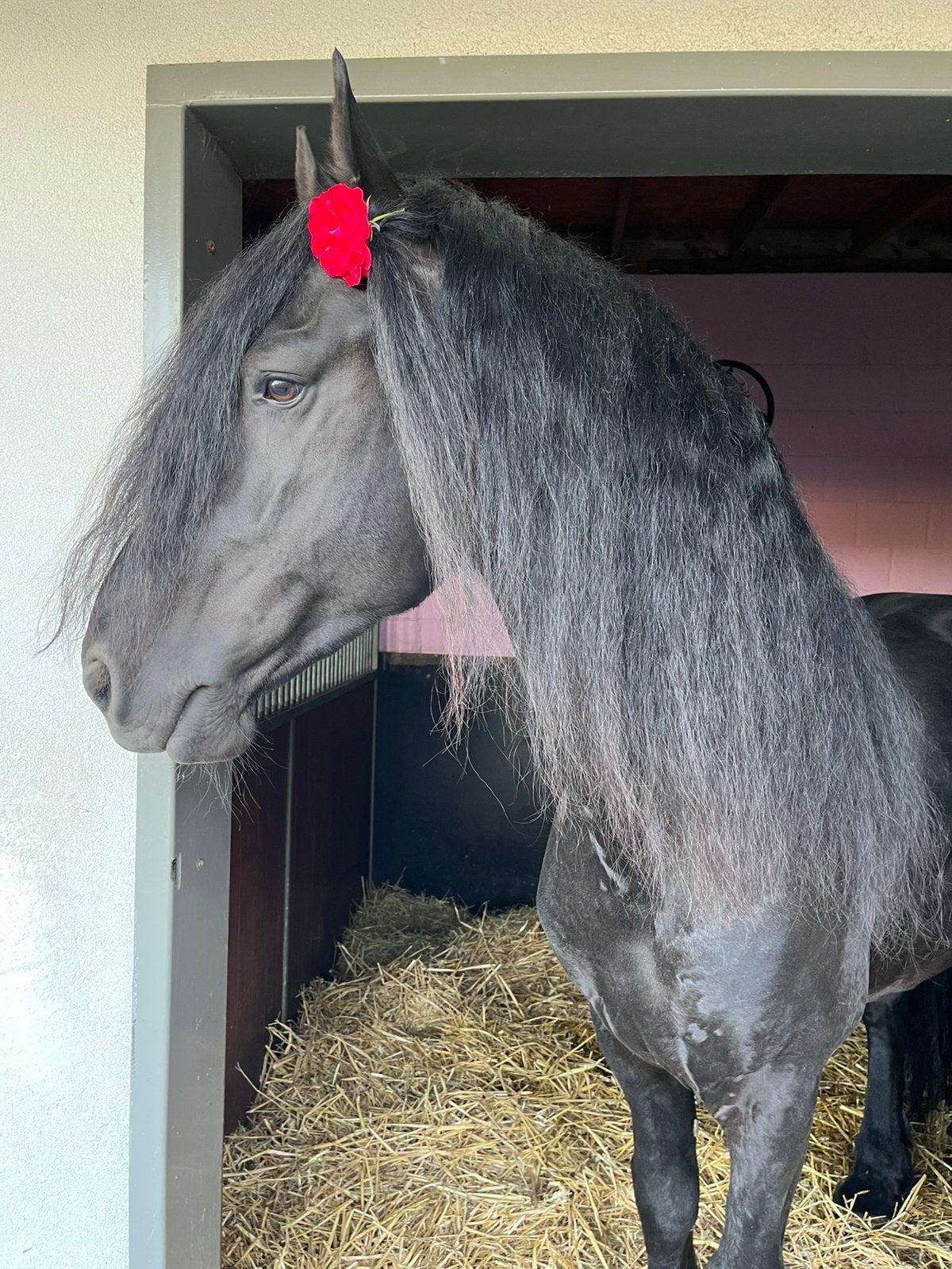 Paard GEZOCHT, Niet van toepassing, 160 tot 165 cm, Recreatiepaard
