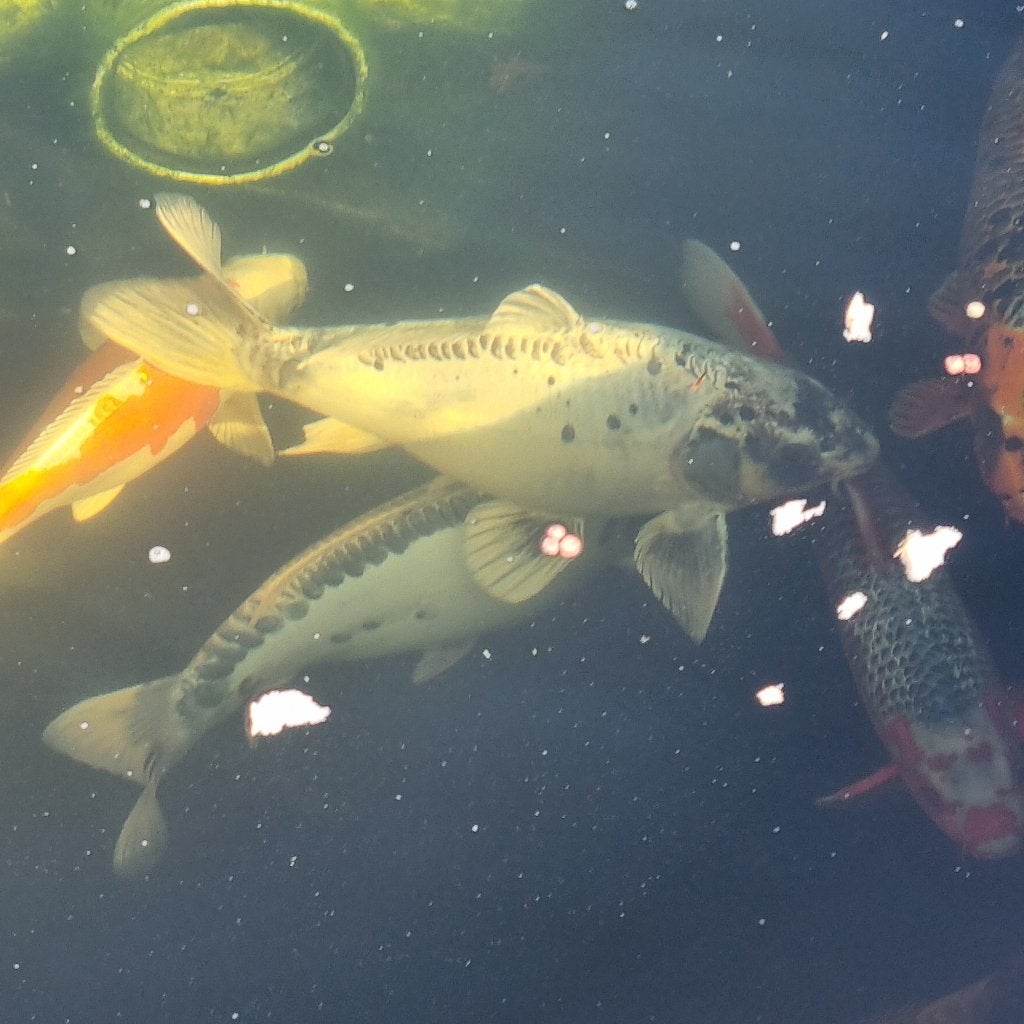 koi vissen 9 stuks te koop, Dieren en Toebehoren, Vissen | Vijvervissen, Karper of Koi