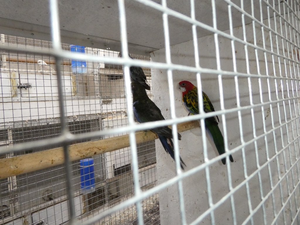 rosella parkieten
