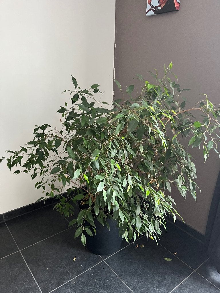 Ficus met pot, Huis en Inrichting, Kamerplanten, Ophalen, Ficus, 100 tot 150 cm, Halfschaduw
