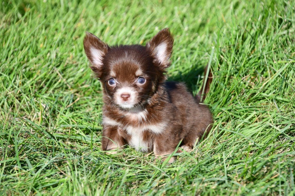 Chiots Chihuahua à vendre (poil long), Maladie de Carré (chiens), Plusieurs, Chihuahua, Belgique