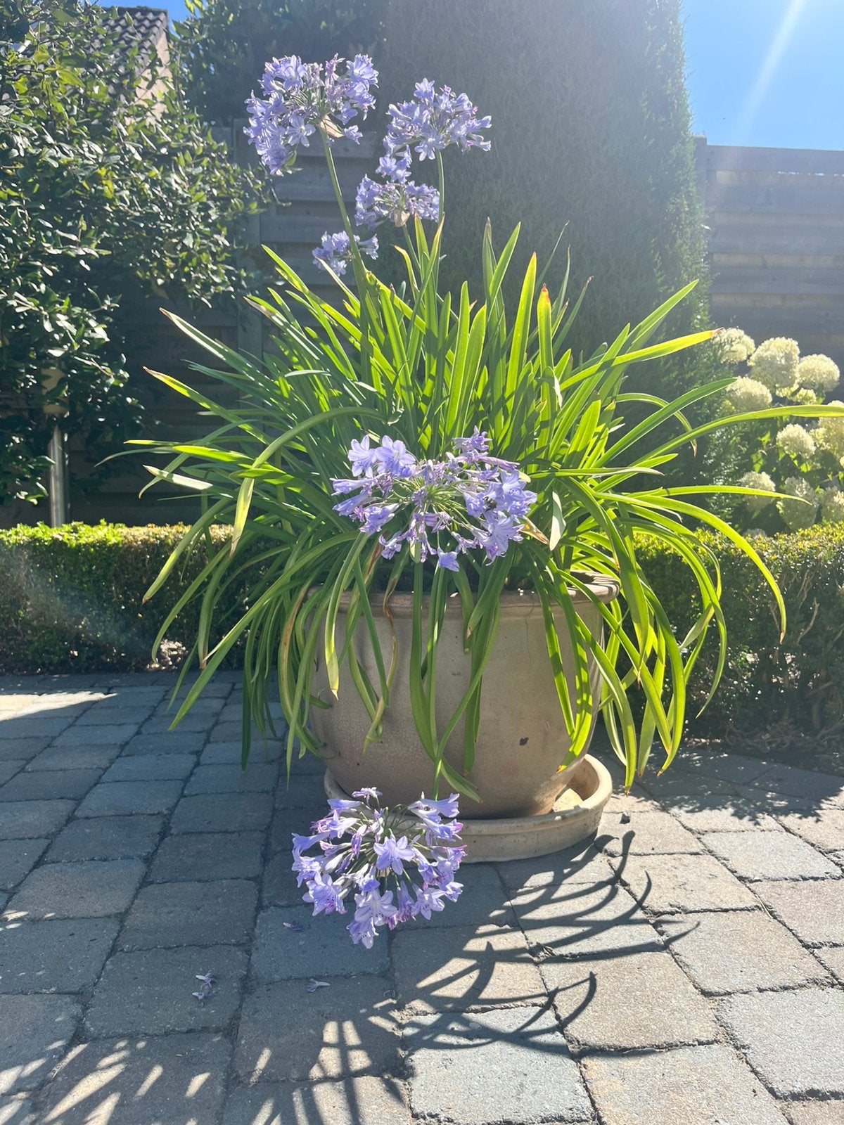 Prachtige Agapanthus in  grote vorstvrije geglazuurde pot, Tuin en Terras, Ophalen