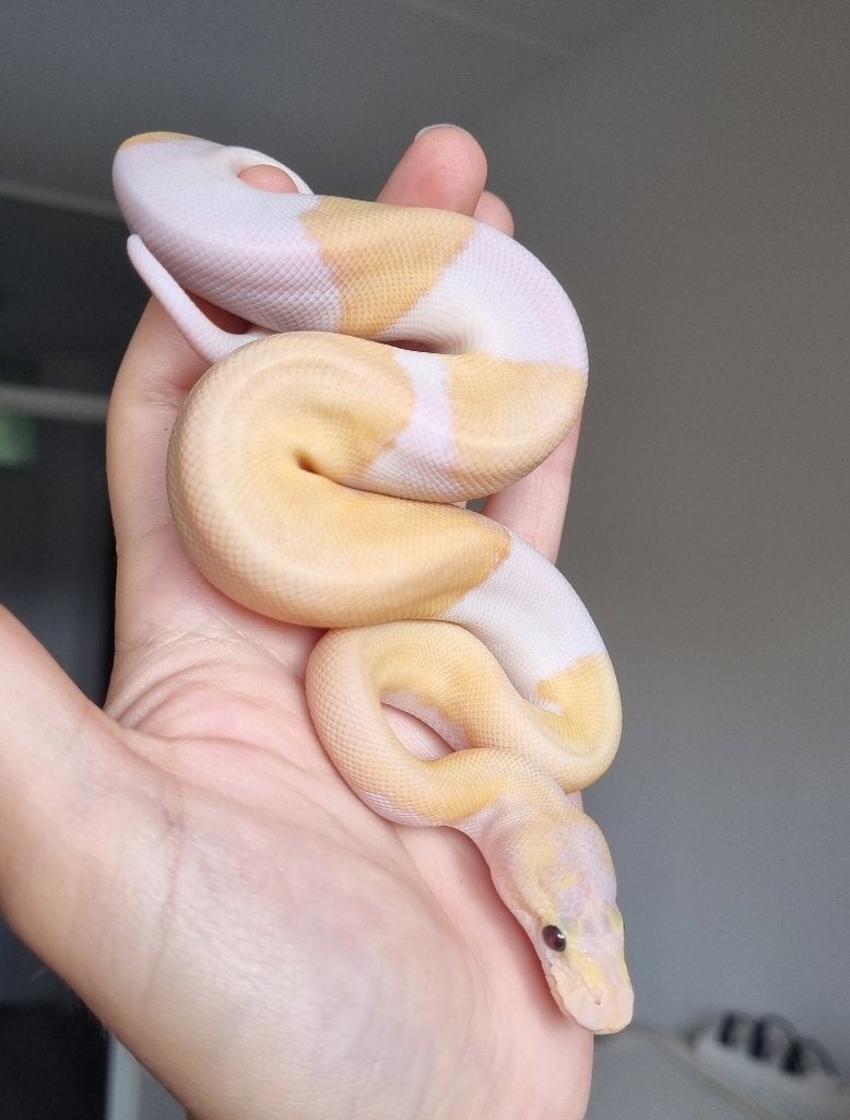 1.0 banana mojave enchi pastel (pin) piebald