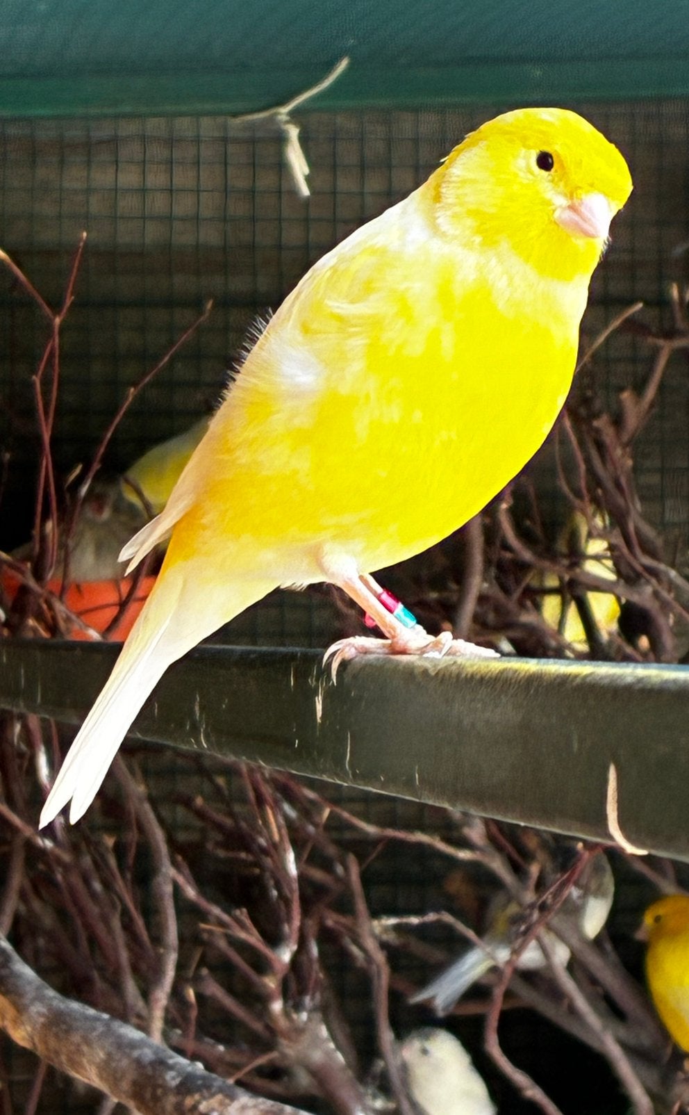 Kanarie, Dieren en Toebehoren