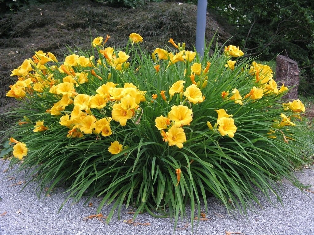 HEMOROCALLIS  6   KLEUREN IN 3 LITERPOT  NU  1 EURO, Tuin en Terras, Planten | Bomen, Overige soorten, Minder dan 100 cm, Zomer