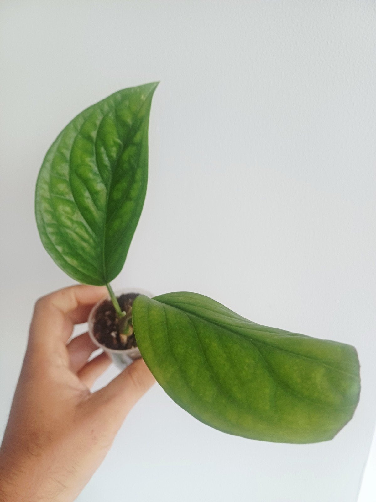 Monstera Pinnatipartita, Maison & Meubles, Plantes d'intérieur, Autres espèces, Moins de 100 cm, Plante verte, Ombre partielle