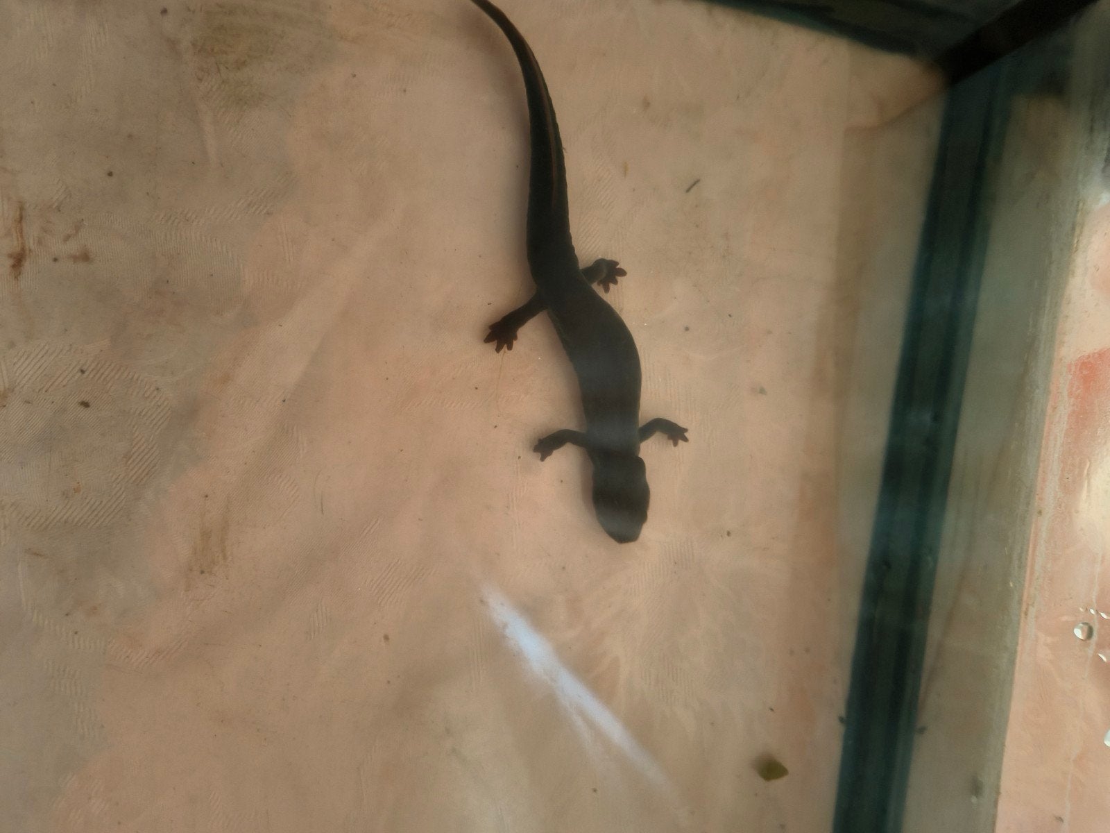 te koop, Dieren en Toebehoren, Amfibie, Tam, 3 tot 6 jaar