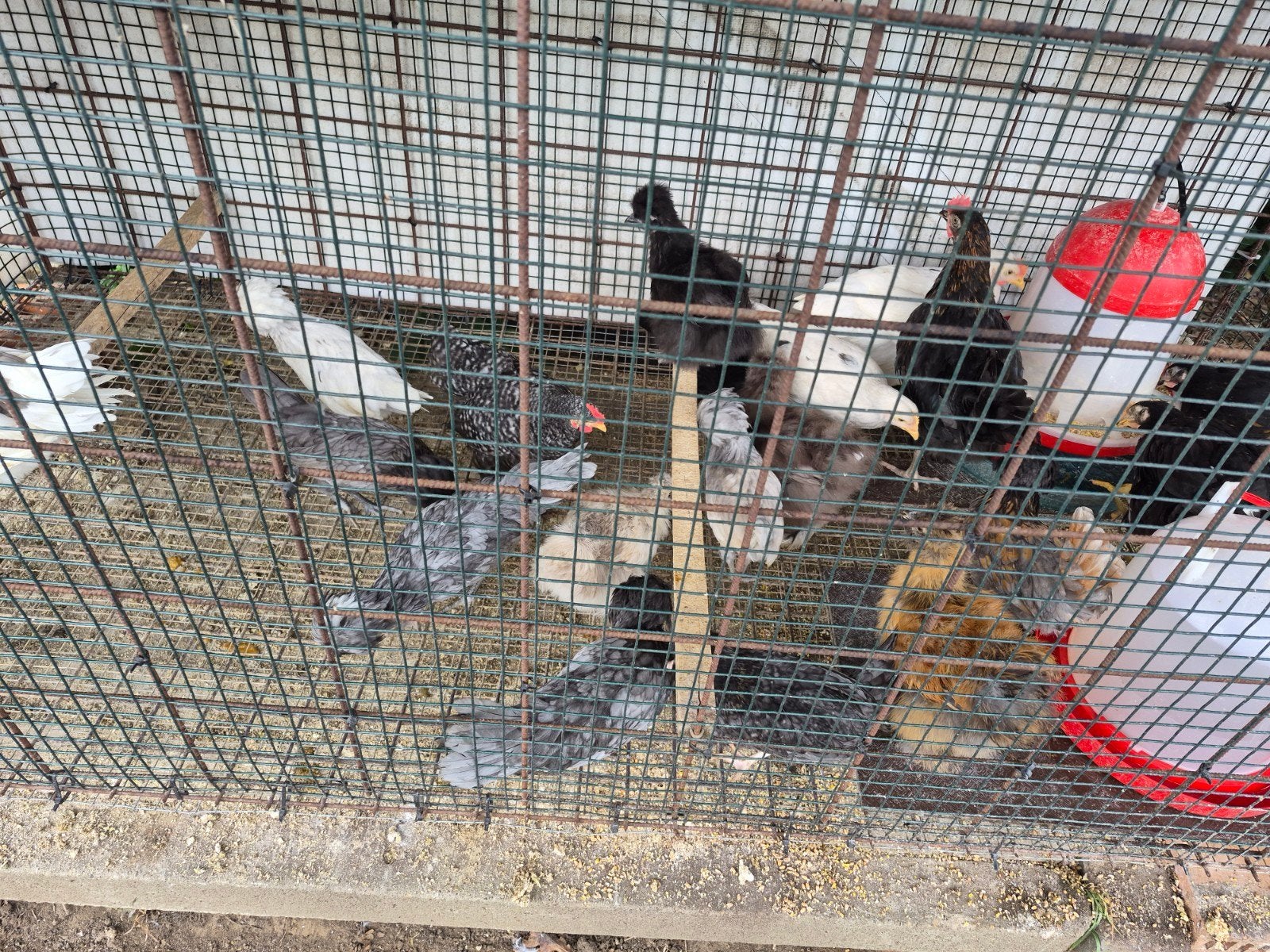 Jonge legkipjes en raskippen, Dieren en Toebehoren, Pluimvee