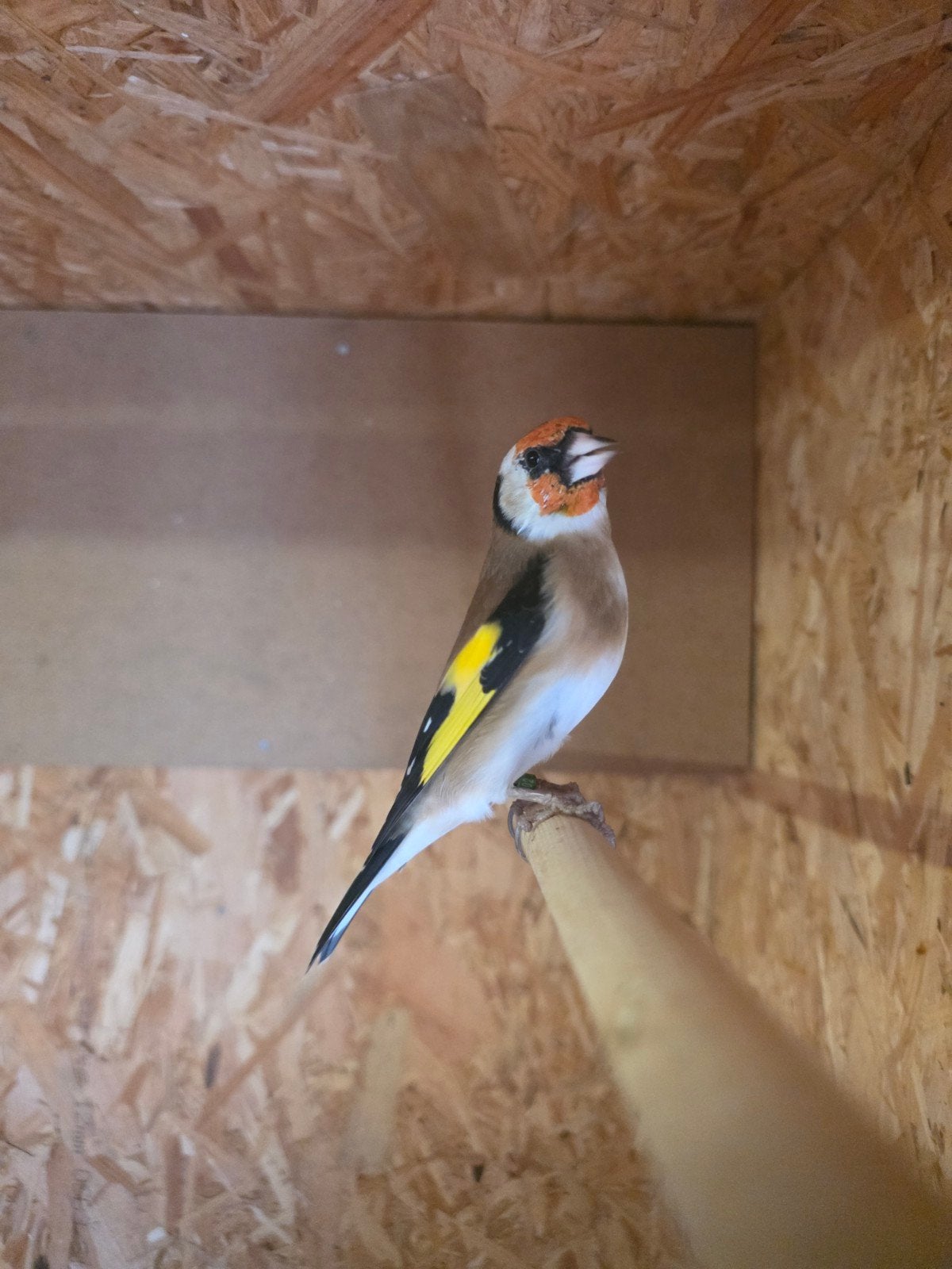 Bloemputters te koop, Meerdere dieren, Wildzangvogel, Geringd