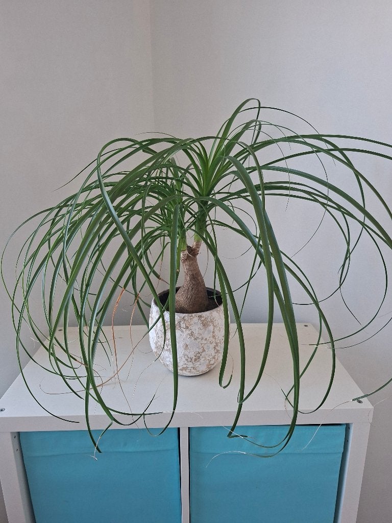 Plant, Ophalen, Vaste plant