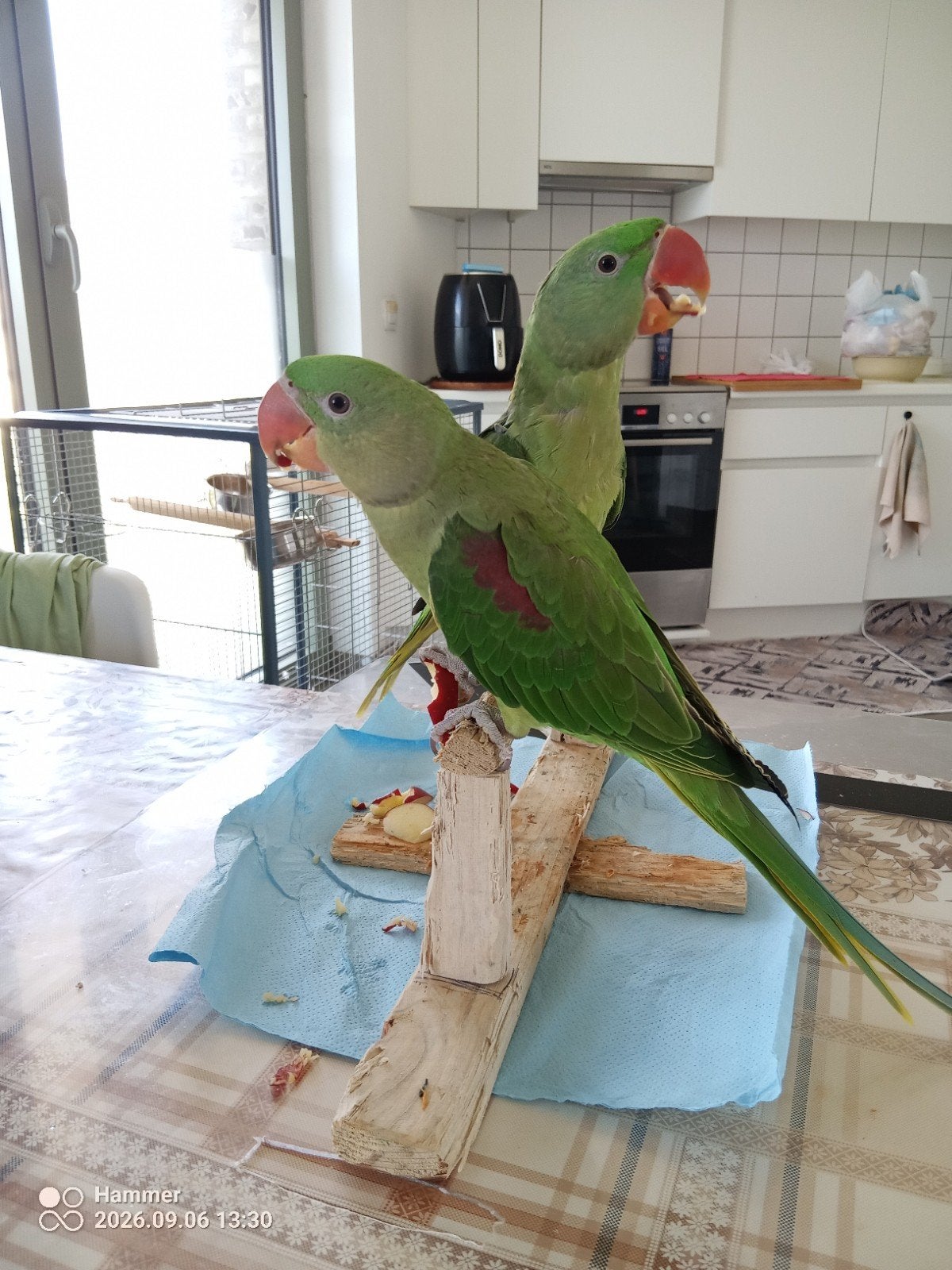 Perruche Alexander âgée de 5 mois, Animaux & Accessoires, Domestique