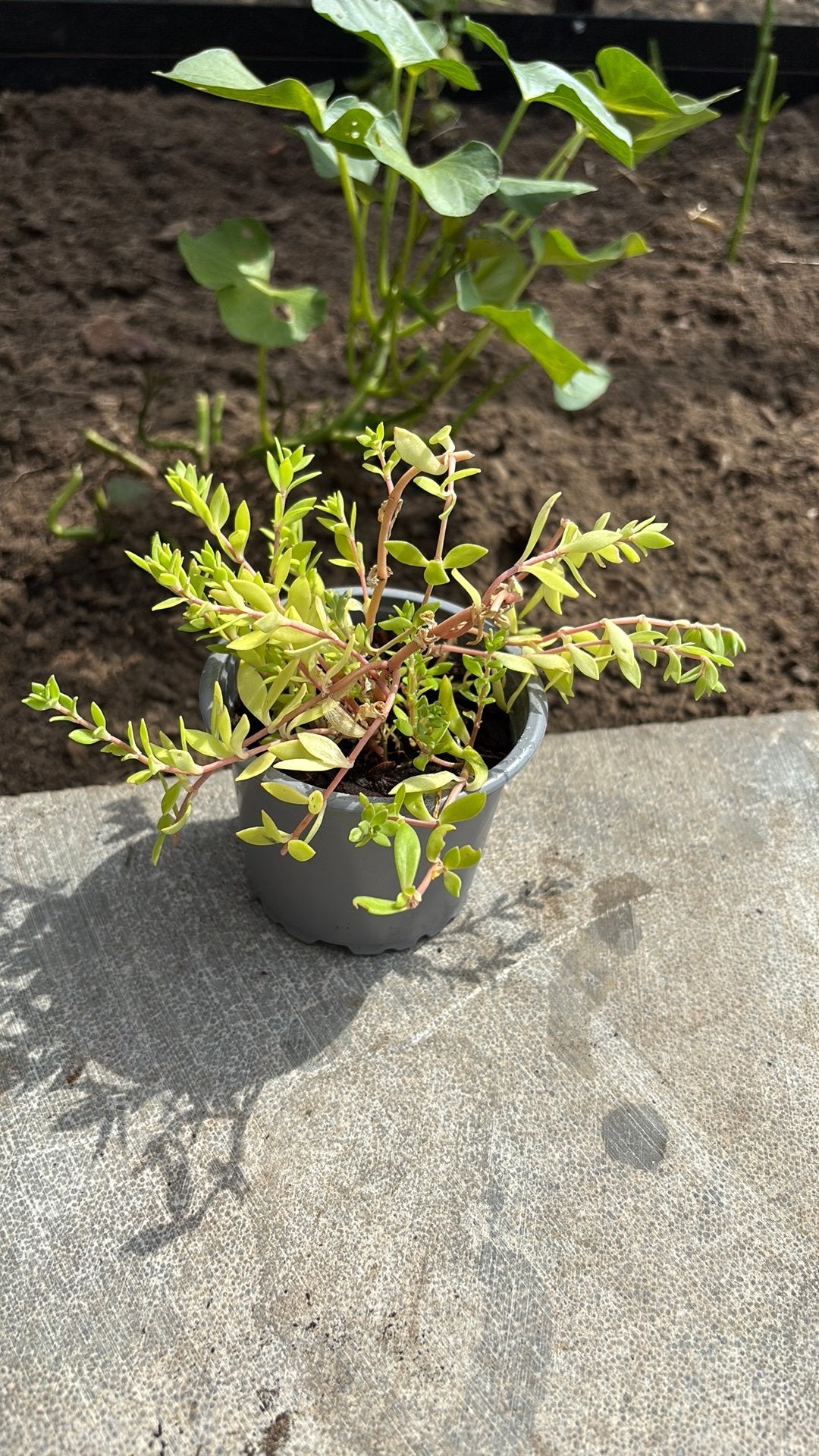 Vetplantje, Tuin en Terras, Ophalen