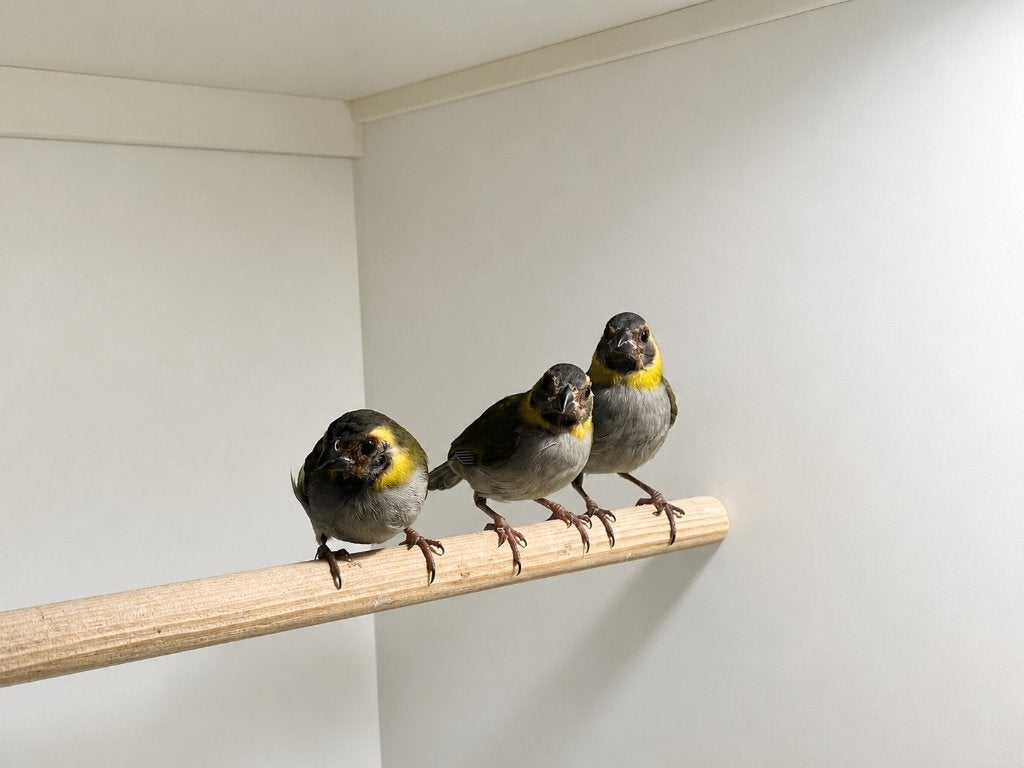 Cubavink jongen, Dieren en Toebehoren, Vogels | Overige Vogels, Meerdere dieren, Tropenvogel