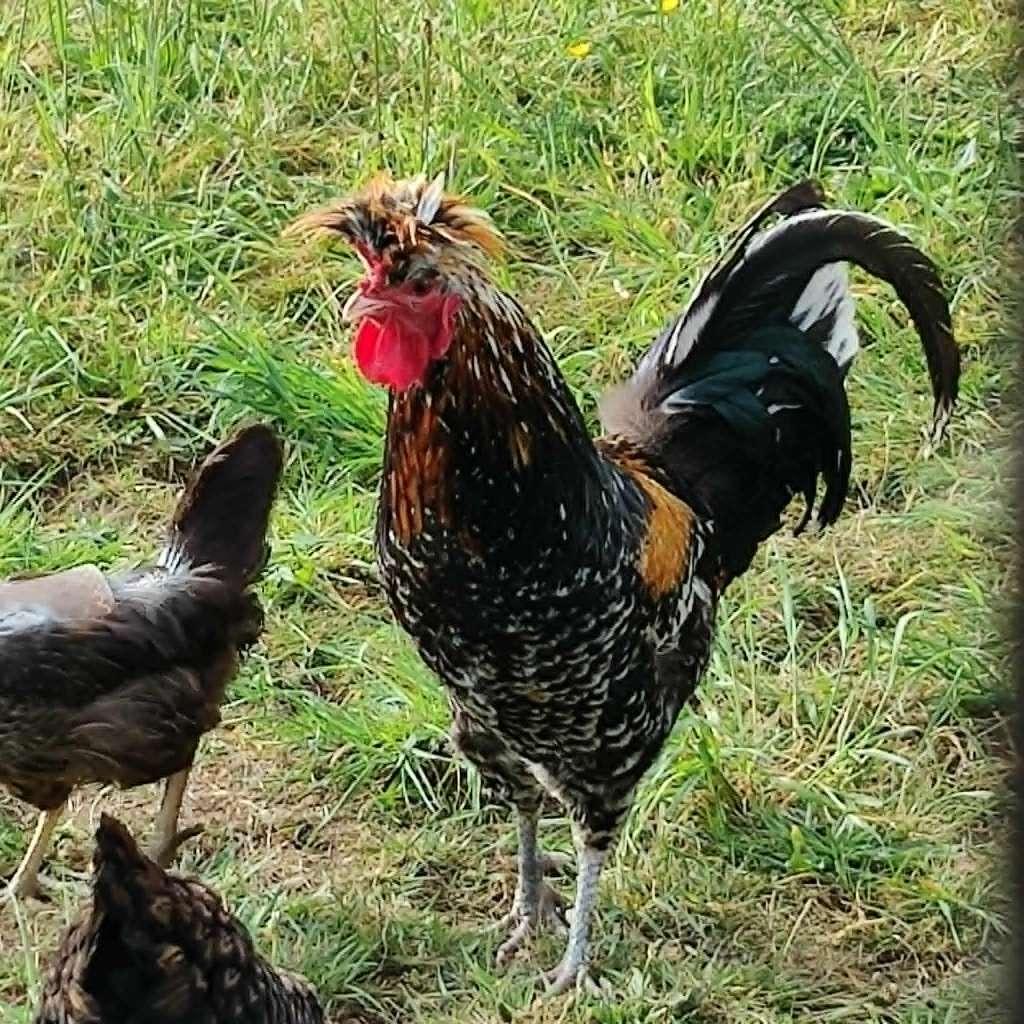 Sandzak-haan, Dieren en Toebehoren, Pluimvee, Kip, Mannelijk