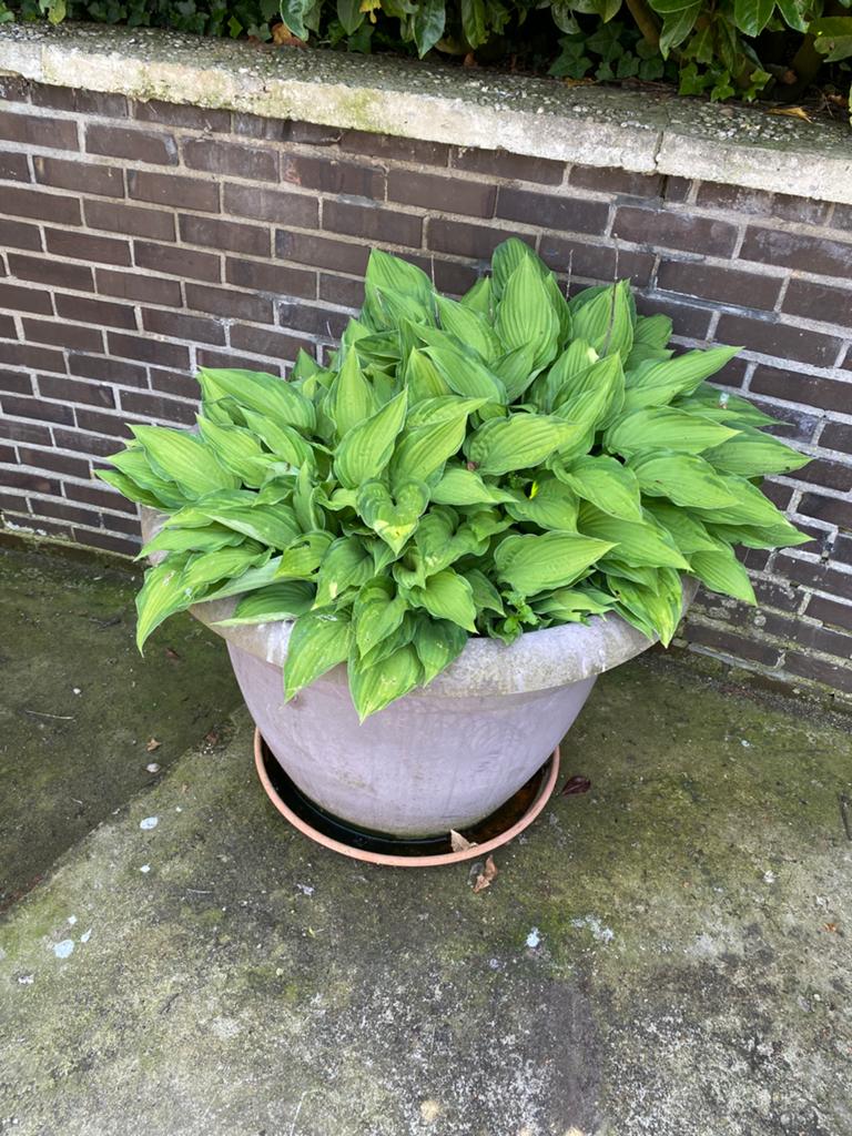 Diverse planten te koop, Ophalen, Vaste plant, Overige soorten