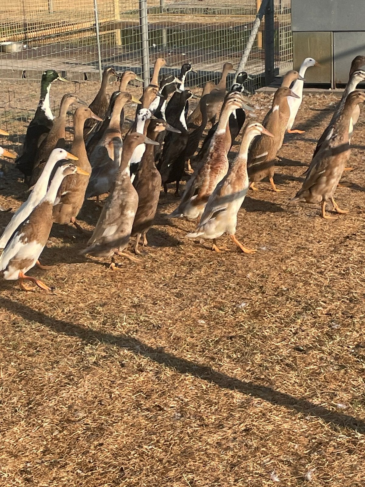 Loopeenden, Dieren en Toebehoren, Meerdere dieren, Eend