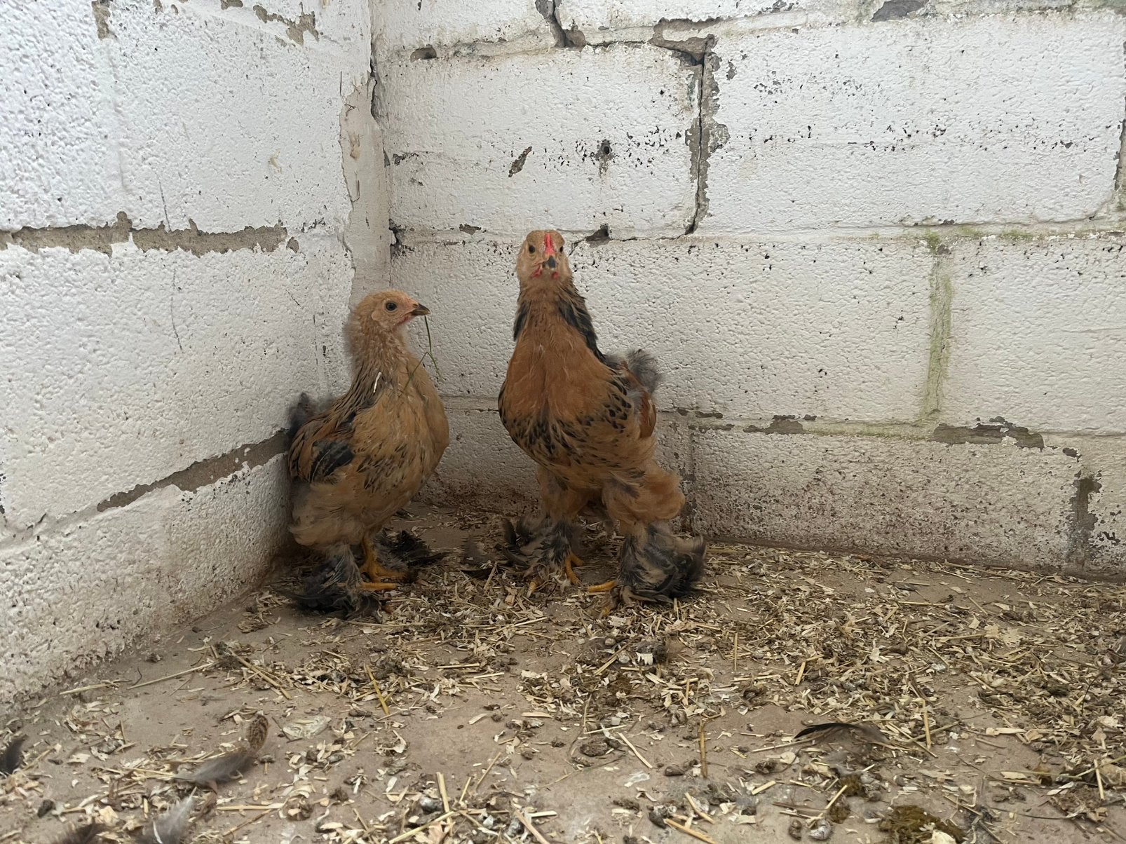 Brahma kuikens te koop, Dieren en Toebehoren, Pluimvee, Kip