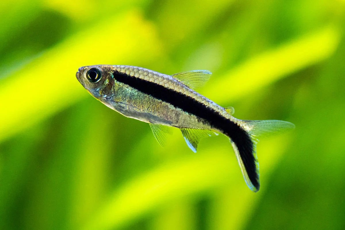 7x Hockey stick tetra, Dieren en Toebehoren, Vissen | Aquariumvissen, Vis, Zoetwatervis, Schoolvis