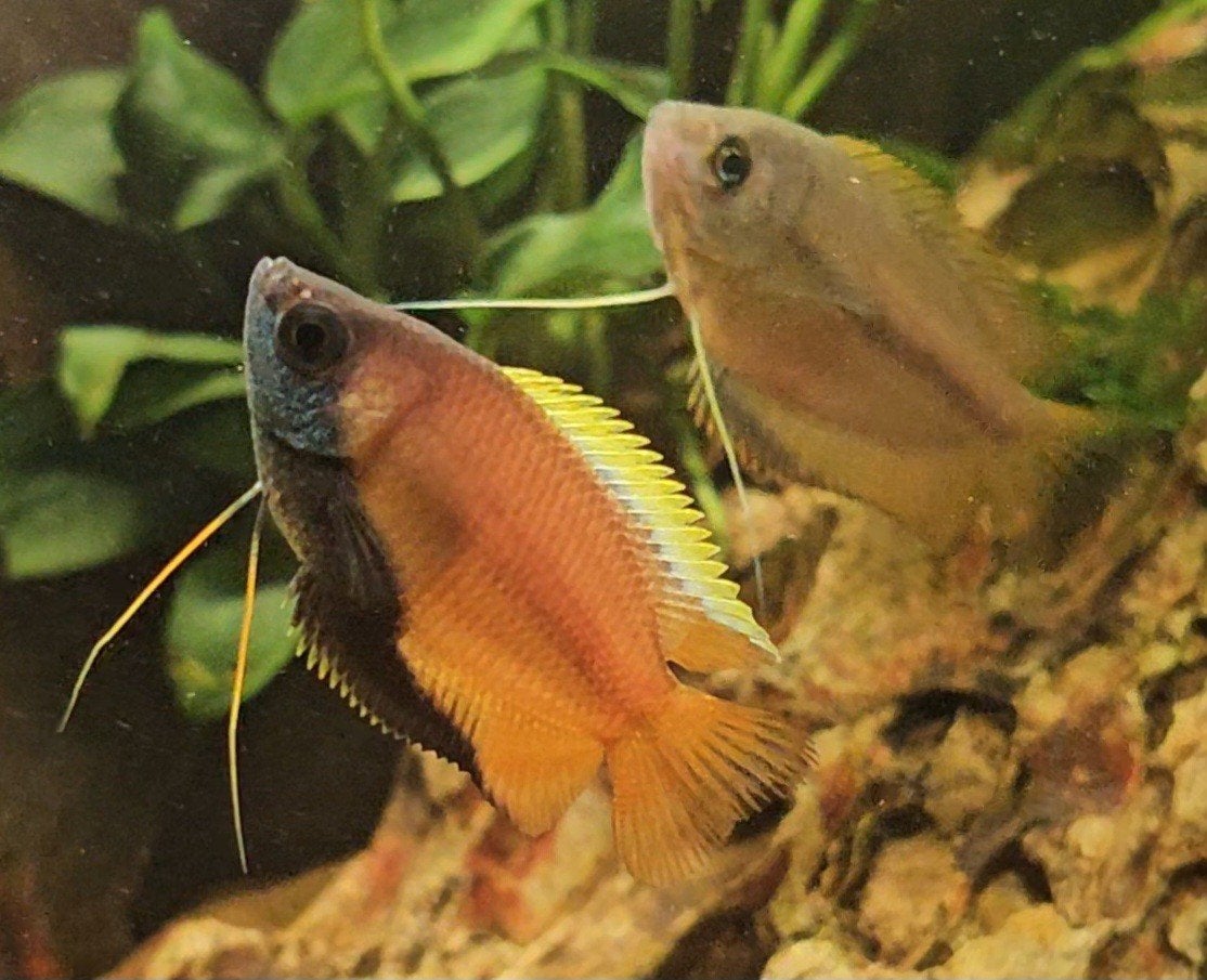 Trichogaster chuna natuur man (Honinggourami), Vis, Zoetwatervis
