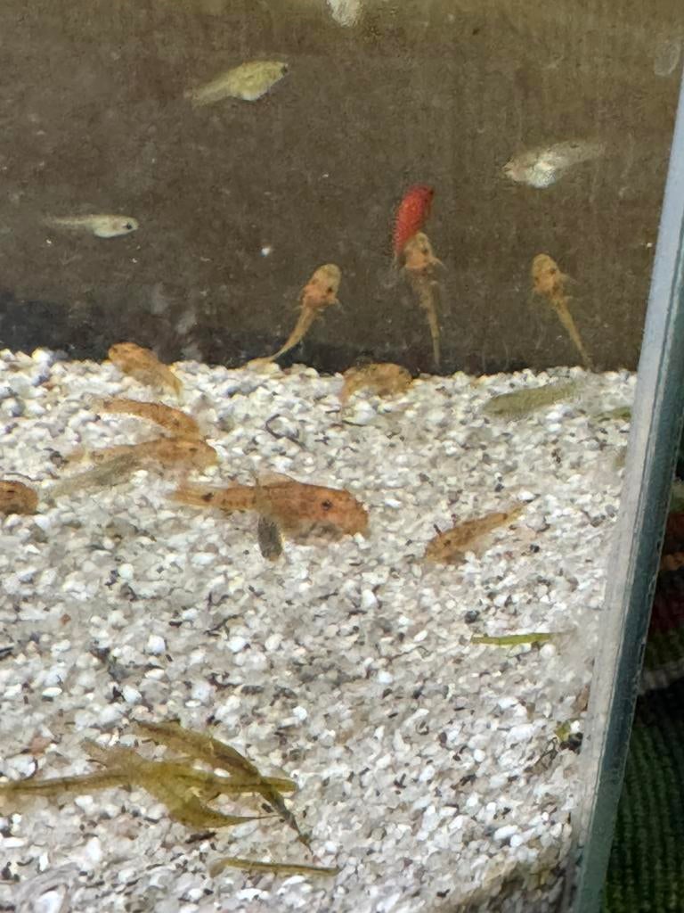 Baby ancistrussen en endler guppys, Dieren en Toebehoren